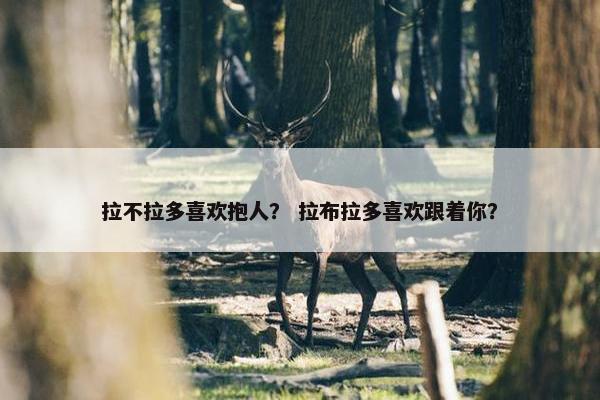 拉不拉多喜欢抱人？ 拉布拉多喜欢跟着你？