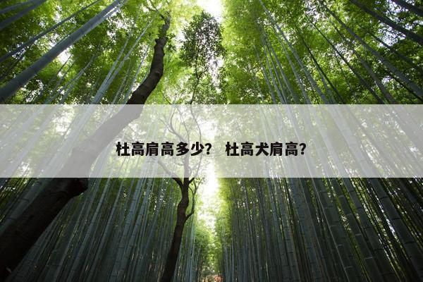 杜高肩高多少？ 杜高犬肩高？