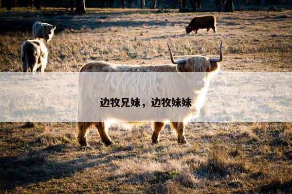 边牧兄妹，边牧妹妹
