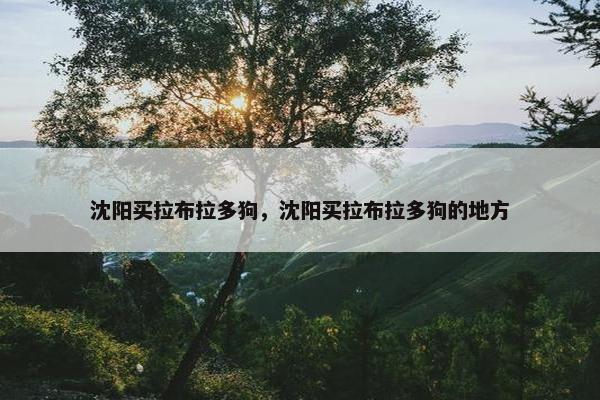 沈阳买拉布拉多狗，沈阳买拉布拉多狗的地方