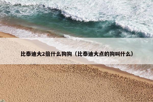 比泰迪大2倍什么狗狗（比泰迪大点的狗叫什么）