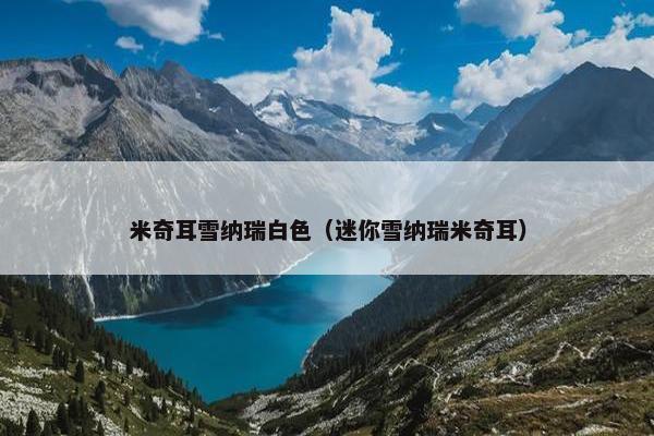 米奇耳雪纳瑞白色（迷你雪纳瑞米奇耳）