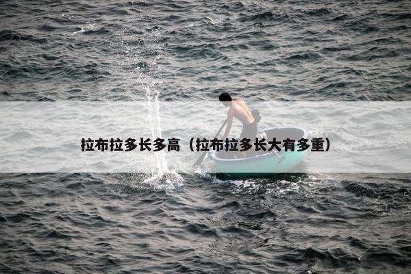拉布拉多长多高（拉布拉多长大有多重）