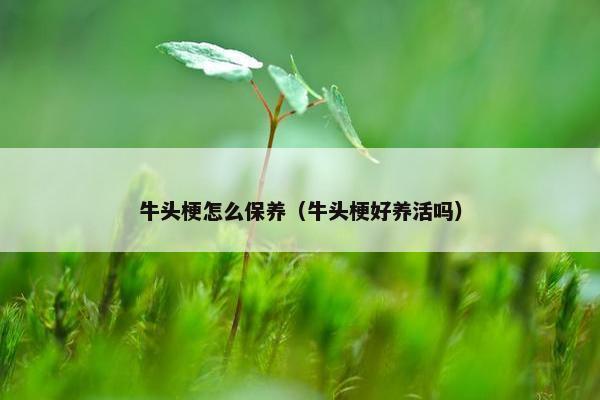 牛头梗怎么保养（牛头梗好养活吗）