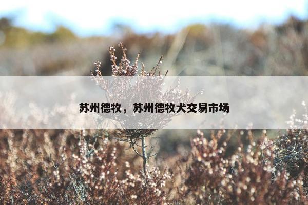 苏州德牧，苏州德牧犬交易市场