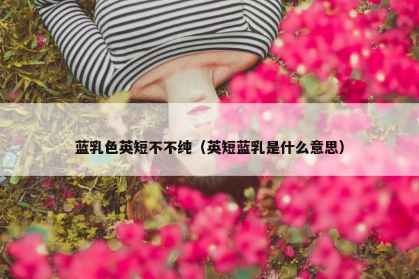 蓝乳色英短不不纯（英短蓝乳是什么意思）