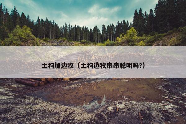 土狗加边牧（土狗边牧串串聪明吗?）