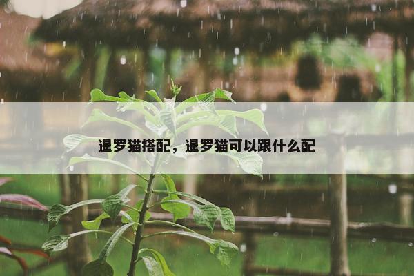 暹罗猫搭配，暹罗猫可以跟什么配