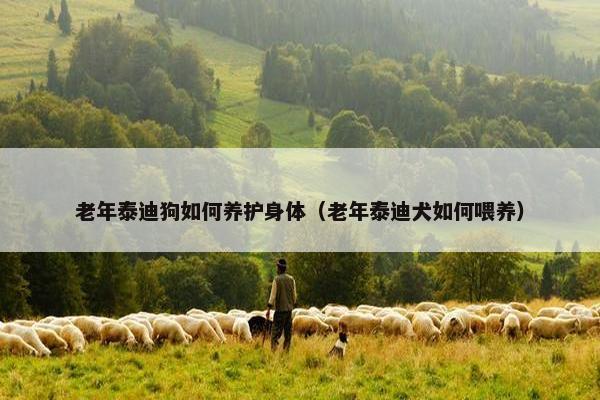 老年泰迪狗如何养护身体（老年泰迪犬如何喂养）