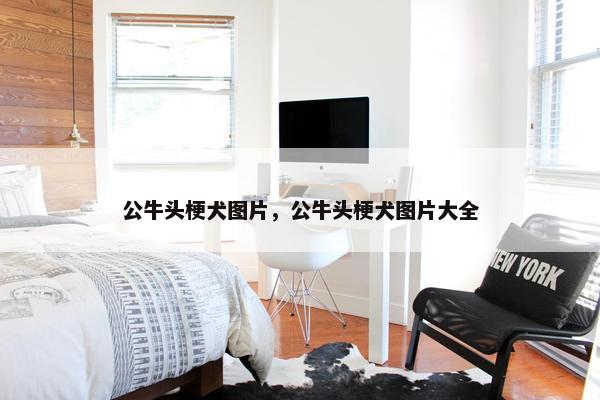 公牛头梗犬图片，公牛头梗犬图片大全
