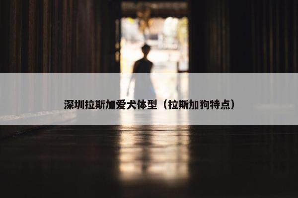 深圳拉斯加爱犬体型（拉斯加狗特点）