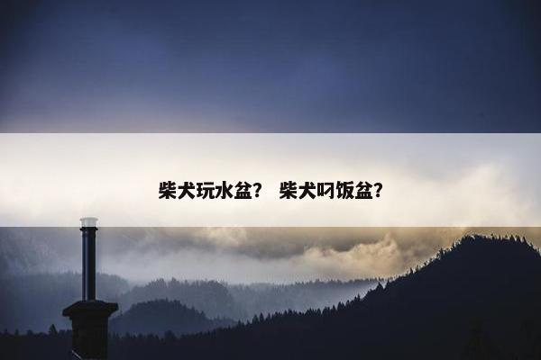 柴犬玩水盆？ 柴犬叼饭盆？
