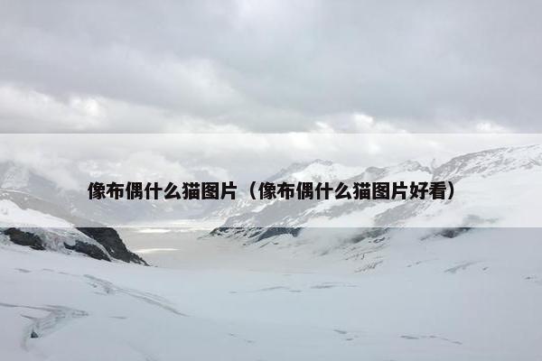 像布偶什么猫图片（像布偶什么猫图片好看）