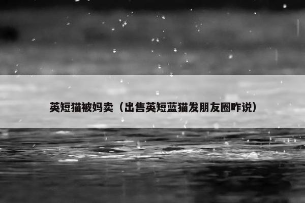 英短猫被妈卖（出售英短蓝猫发朋友圈咋说）