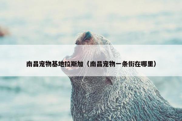南昌宠物基地拉斯加（南昌宠物一条街在哪里）