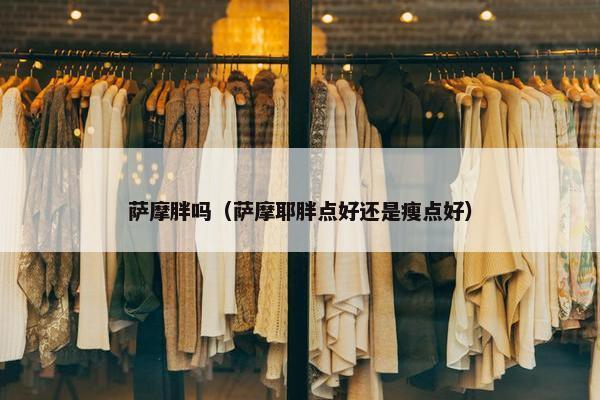 萨摩胖吗（萨摩耶胖点好还是瘦点好）