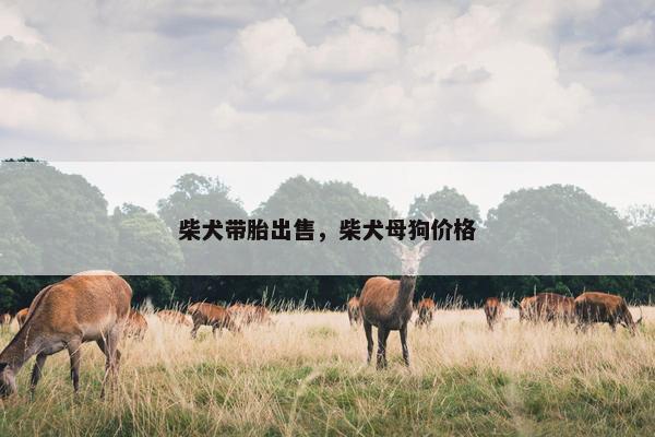 柴犬带胎出售，柴犬母狗价格