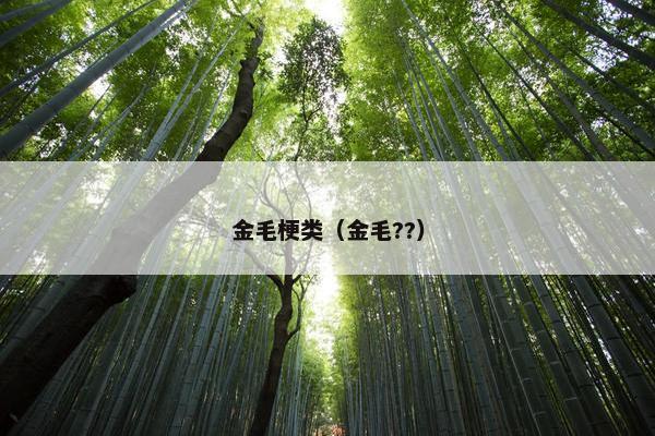 金毛梗类（金毛??）
