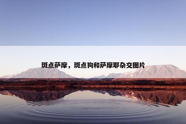 斑点萨摩，斑点狗和萨摩耶杂交图片