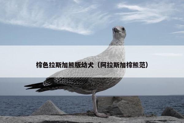 棕色拉斯加熊版幼犬（阿拉斯加棕熊范）
