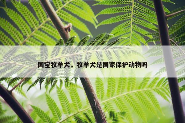 国宝牧羊犬，牧羊犬是国家保护动物吗
