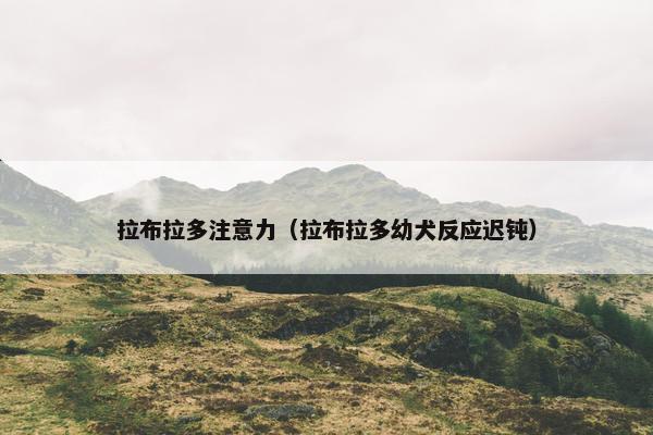 拉布拉多注意力（拉布拉多幼犬反应迟钝）