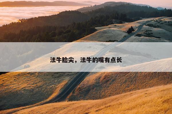 法牛脸尖，法牛的嘴有点长