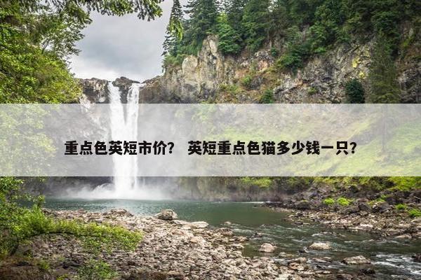 重点色英短市价？ 英短重点色猫多少钱一只？