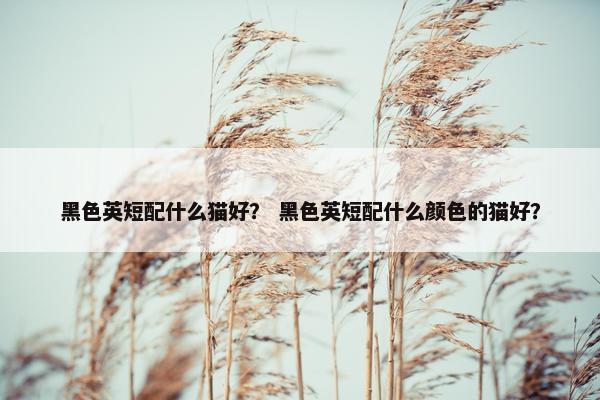 黑色英短配什么猫好？ 黑色英短配什么颜色的猫好？