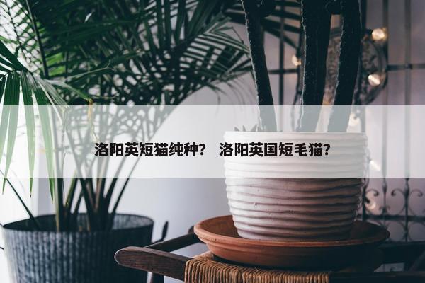 洛阳英短猫纯种？ 洛阳英国短毛猫？