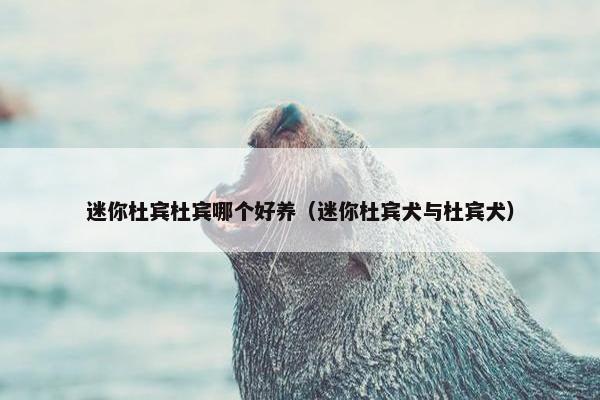 迷你杜宾杜宾哪个好养（迷你杜宾犬与杜宾犬）