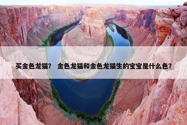 买金色龙猫？ 金色龙猫和金色龙猫生的宝宝是什么色？