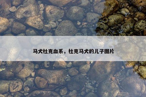 马犬杜克血系，杜克马犬的儿子图片