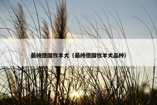 最纯德国牧羊犬（最纯德国牧羊犬品种）