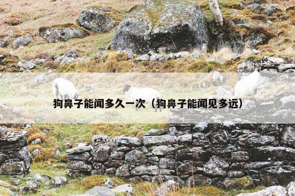 狗鼻子能闻多久一次（狗鼻子能闻见多远）