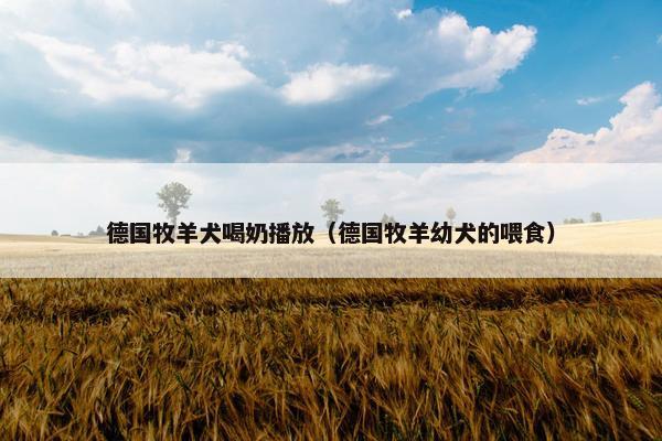 德国牧羊犬喝奶播放（德国牧羊幼犬的喂食）