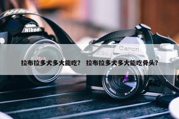 拉布拉多犬多大能吃？ 拉布拉多犬多大能吃骨头？