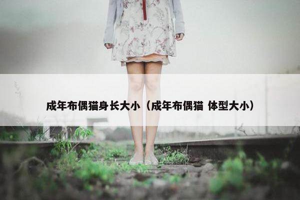成年布偶猫身长大小（成年布偶猫 体型大小）