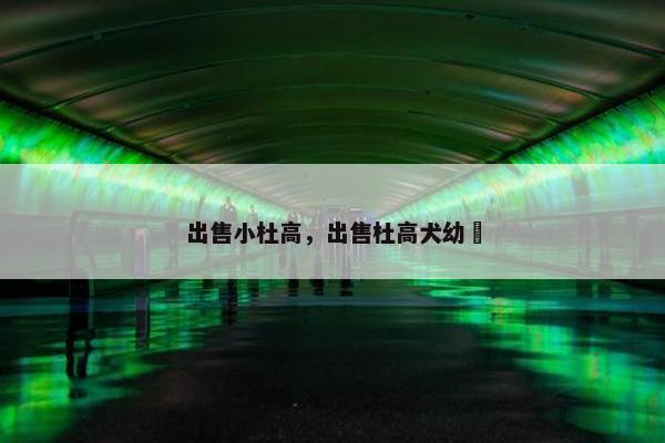 出售小杜高，出售杜高犬幼犿
