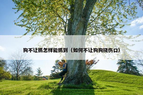 狗不让抓怎样能抓到（如何不让狗狗挠伤口）