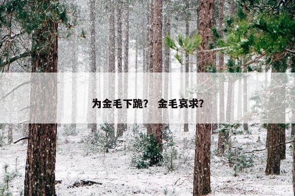 为金毛下跪？ 金毛哀求？