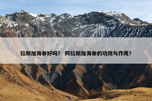 拉斯加海参好吗？ 阿拉斯加海参的功效与作用？