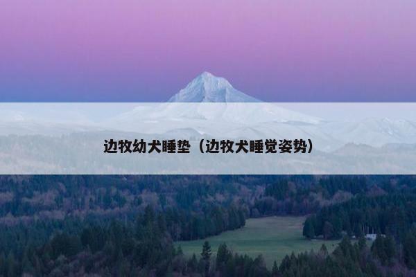 边牧幼犬睡垫（边牧犬睡觉姿势）