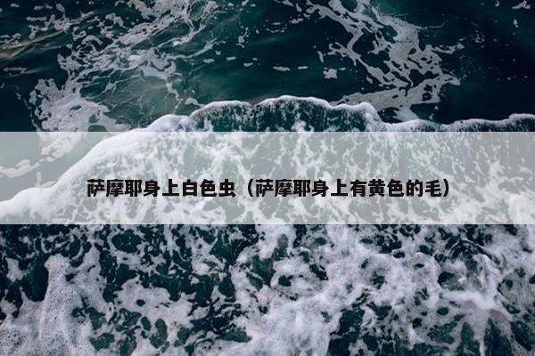 萨摩耶身上白色虫（萨摩耶身上有黄色的毛）