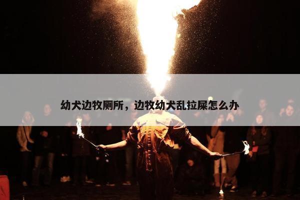 幼犬边牧厕所，边牧幼犬乱拉屎怎么办