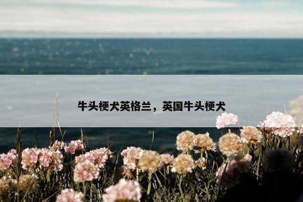 牛头梗犬英格兰，英国牛头梗犬