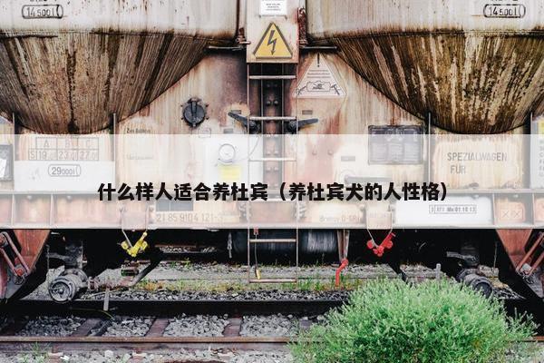 什么样人适合养杜宾（养杜宾犬的人性格）