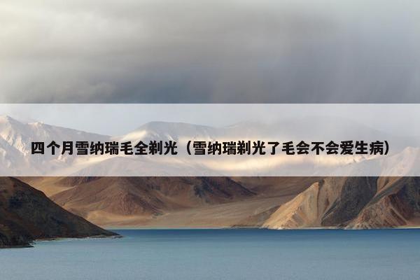 四个月雪纳瑞毛全剃光（雪纳瑞剃光了毛会不会爱生病）