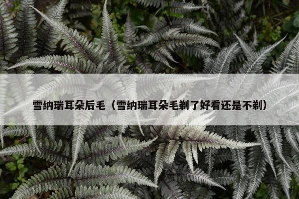 雪纳瑞耳朵后毛（雪纳瑞耳朵毛剃了好看还是不剃）