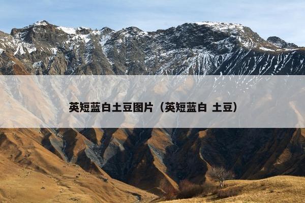 英短蓝白土豆图片（英短蓝白 土豆）